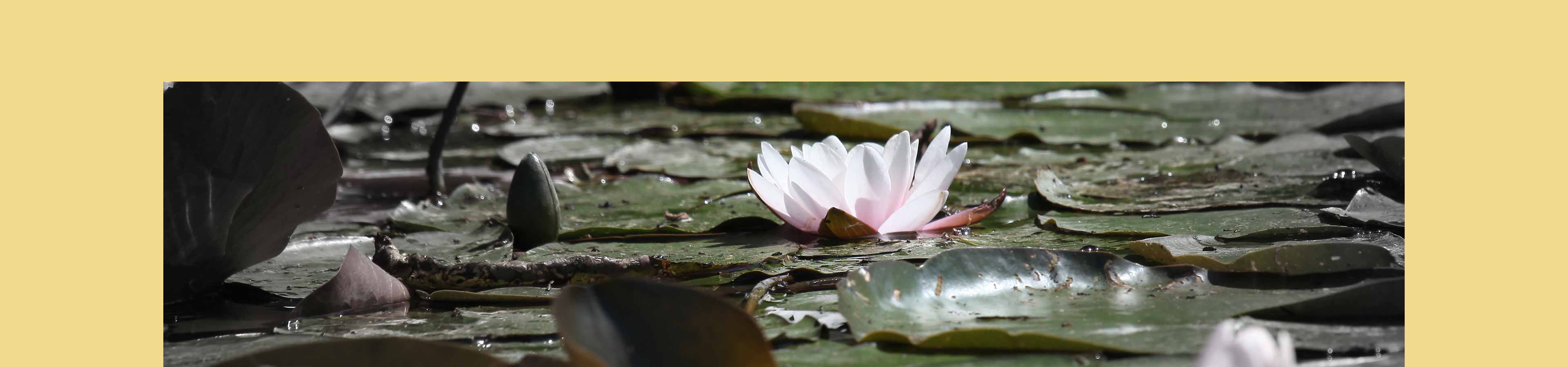 Praxis Markov Leistungen