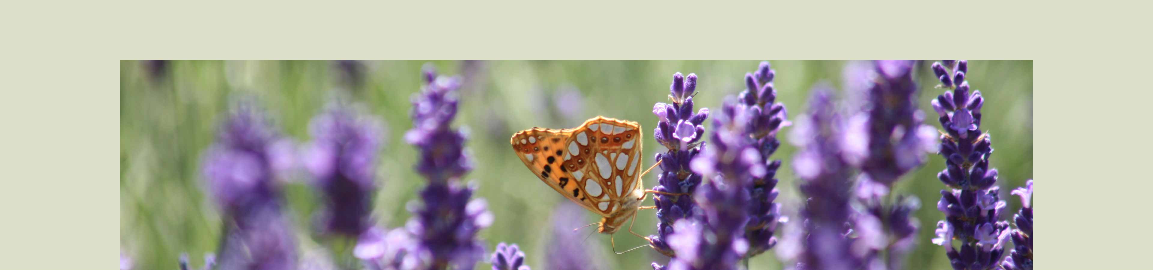 Pflegedienst Markov Leistungen