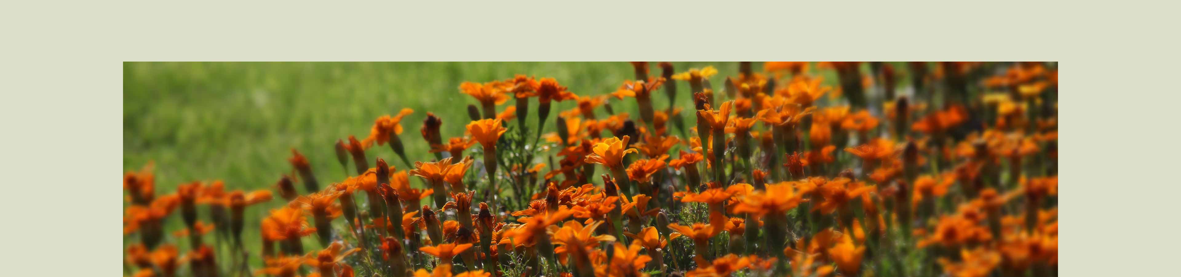 Pflegedienst Markov Wissenswertes